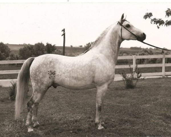 stallion Electric Storm ox (Arabian purebred, 1952, from Indian Magic ox)