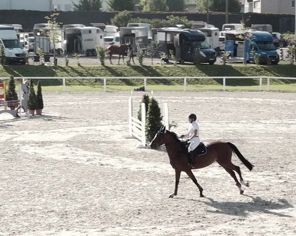 Pferdesporttage Bülach 2021