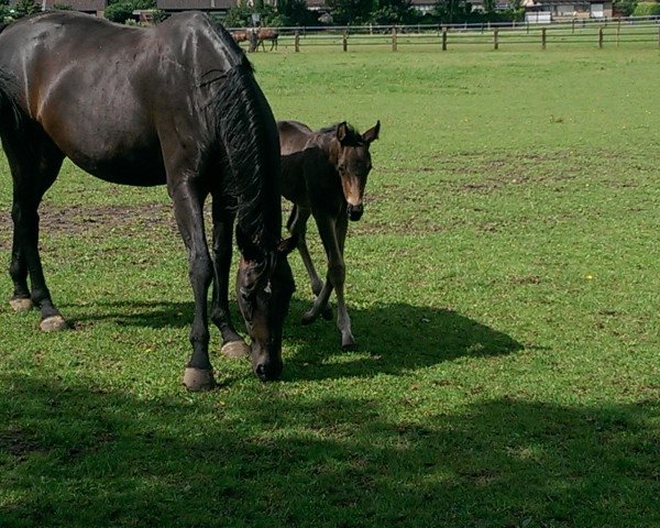 Pferd Sweet Danubio (Oldenburger, 2017, von Sweet Hero)