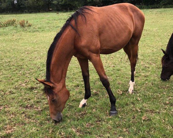 Pferd Sweet Silvy (Oldenburger, 2016, von Sweet Hero)