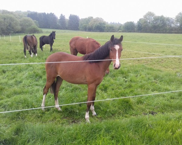 horse Don´t Touch Me DLK (German Riding Pony, 2018, from Dreiklang AT NRW)