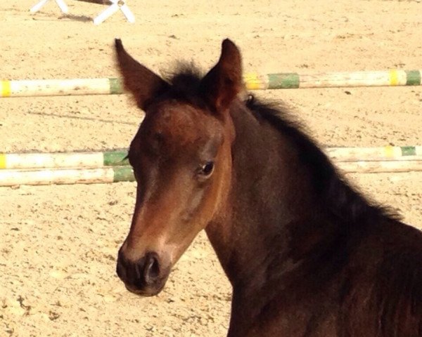 dressage horse Sweet Sandrigo (Oldenburg, 2015, from Sweet Hero)