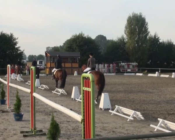 Reitturnier Appelhülsen 2016