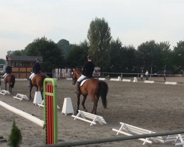 Reitturnier Appelhülsen 2016
