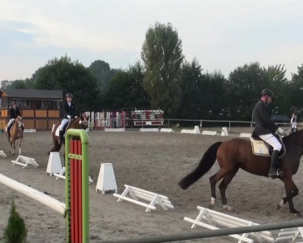 Reitturnier Appelhülsen 2016