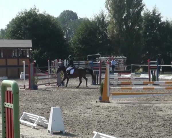 Reitturnier Appelhülsen 2016