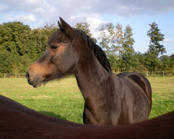 broodmare Ninifee (German Riding Pony, 2001, from Notre Beau)