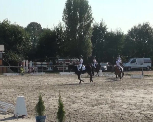 Reitturnier Appelhülsen 2016