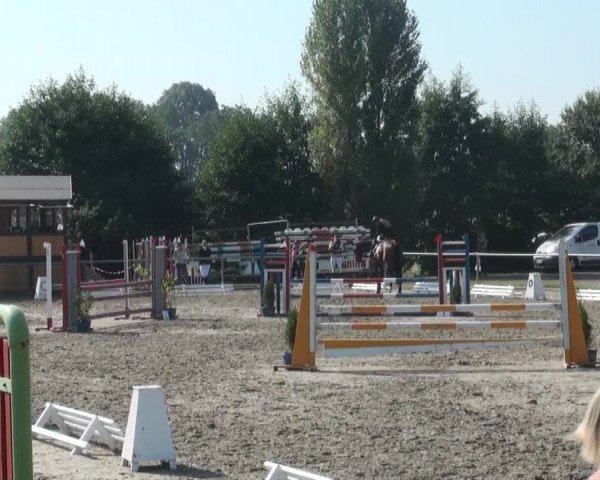 Reitturnier Appelhülsen 2016