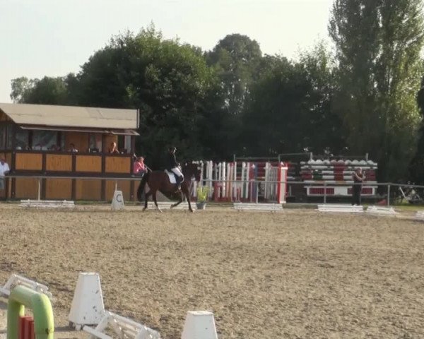 Reitturnier Appelhülsen 2016