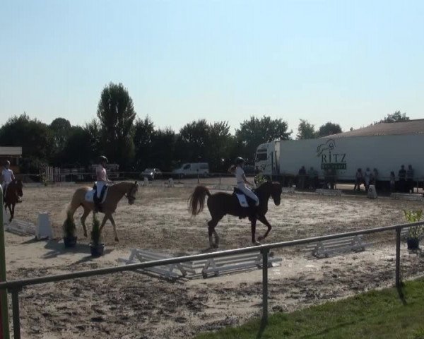 Reitturnier Appelhülsen 2016
