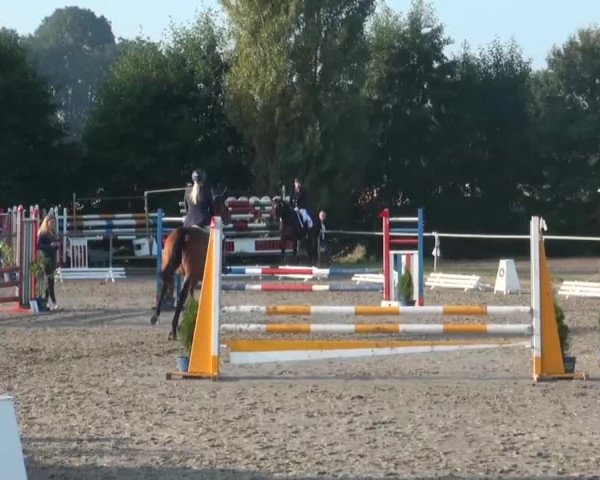Reitturnier Appelhülsen 2016