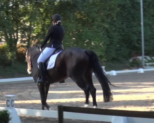 Reitturnier Würselen-Pley 2016