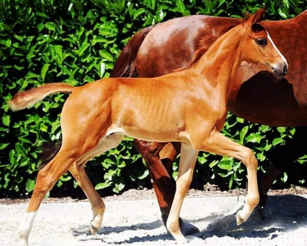Dressurpferd Diamond Divo (Westfale, 2019, von Diamond Deluxe)
