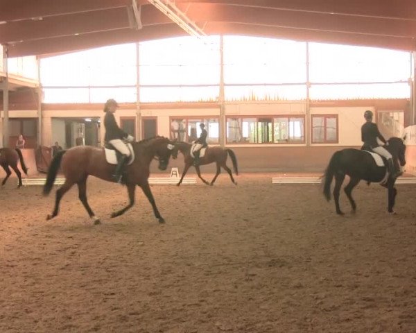 Reitturnier Appelhülsen 2016