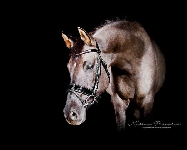 broodmare Diva Delicia (German Riding Pony, 2005, from Dornik B)