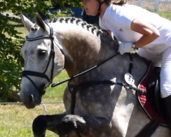 jumper Ci Senjor (German Warmblood, 2012, from Califax)