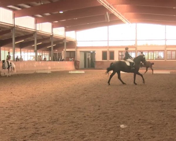 Reitturnier Appelhülsen 2016