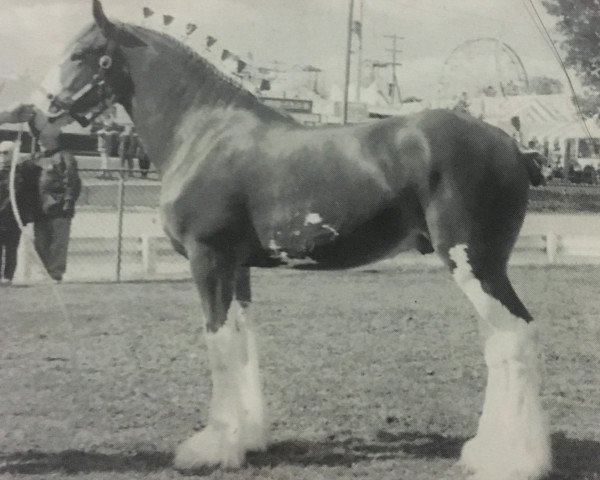 Pferd Ayton Final Ace (Clydesdale, 1995, von Ayton Final Command)