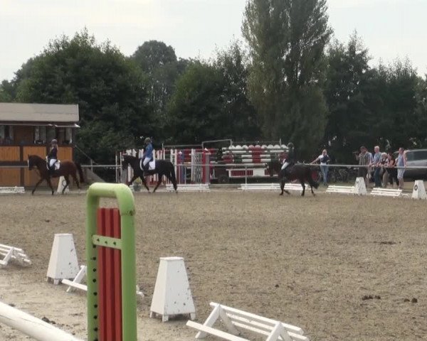 Reitturnier Appelhülsen 2016