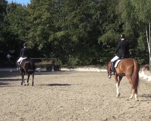 Reitturnier Würselen-Pley 2016