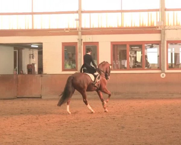 Reitturnier Appelhülsen 2016