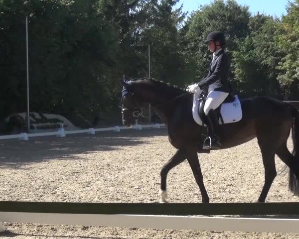 Reitturnier Würselen-Pley 2016