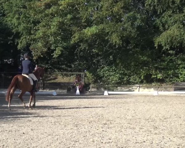 Reitturnier Würselen-Pley 2016