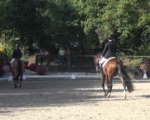 Reitturnier Würselen-Pley 2016