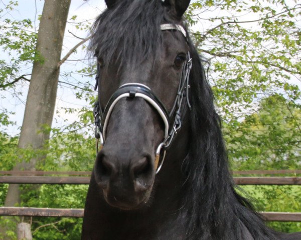 broodmare Hilda (Friese, 2010, from Tsjalke 397)