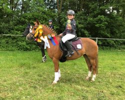 broodmare Waterland's Pretoria (Welsh mountain pony (SEK.A), 2010, from Rookery Jackpot)