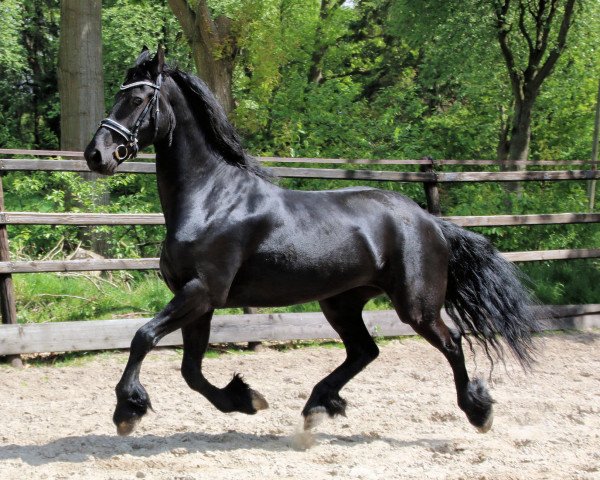 broodmare Tjitske (Friese,  , from Tsjalke 397)