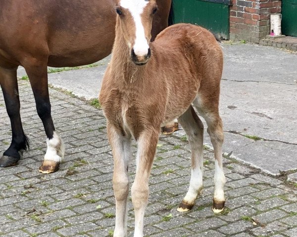 horse Didi (Welsh-Pony (Section B), 2019, from Dean)