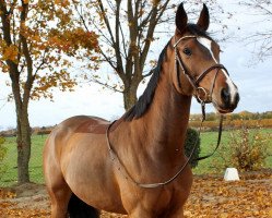 jumper Kasharell (German Sport Horse, 2014, from Corsari van de Helle)