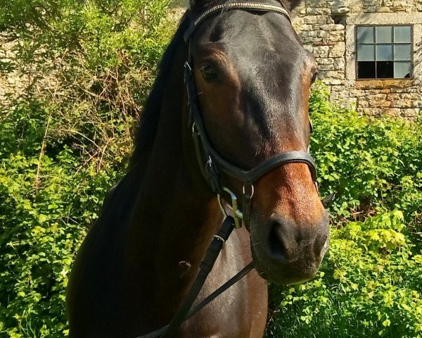 broodmare C'est Jolie de Bergerac (Württemberger, 2006, from Cyrano de Bergerac)