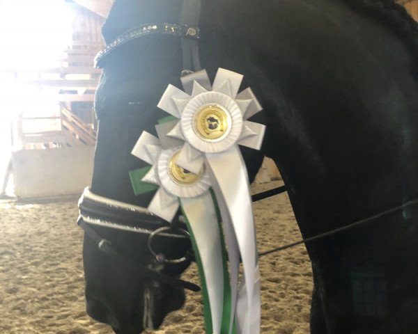 dressage horse Kjelt Fan Hylpen (Friese, 2011, from Olof 315 P)