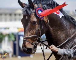 Jumper Grenadier (KWPN (Dutch Warmblood), 2011, from Amazing Star)