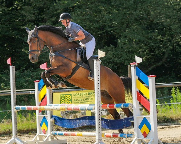 Springpferd Délceg 3 (Ungarisches Warmblut, 2011, von 3384 Ozora II Aramisz)