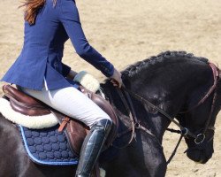 jumper Caesper V (Holsteiner, 2015, from Casall Ask)