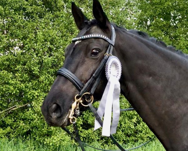 dressage horse Mon Charmeur SF (Trakehner, 2006, from Gribaldi)