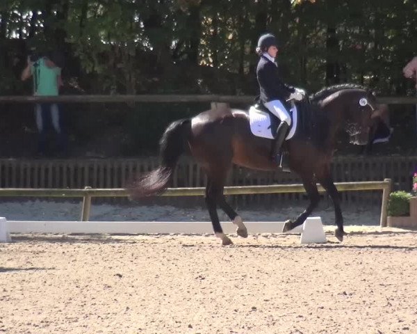 Reitturnier Würselen-Pley 2016
