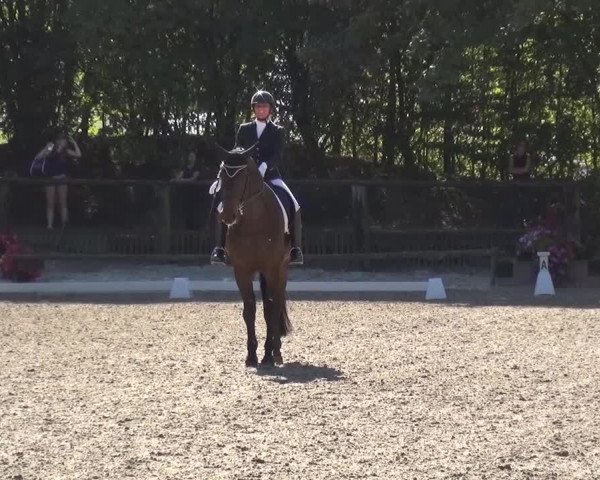 Reitturnier Würselen-Pley 2016
