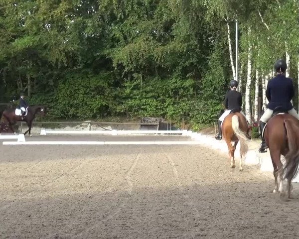 Reitturnier Würselen-Pley 2016