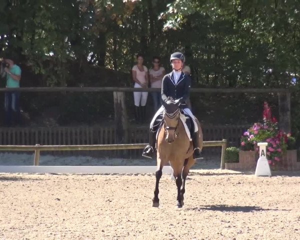 Reitturnier Würselen-Pley 2016
