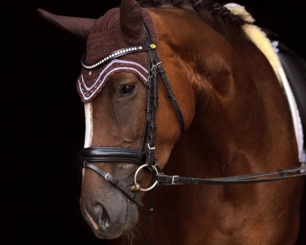 jumper Queen Melody (Hanoverian, 2012, from Quaterhall)