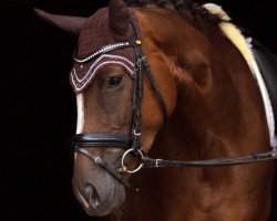 jumper Queen Melody (Hanoverian, 2012, from Quaterhall)
