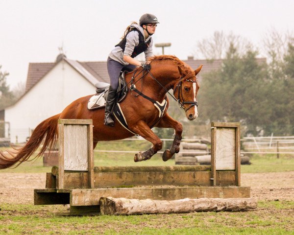 dressage horse Fiorella 133 (Hanoverian, 2014, from Tannenhof's Fahrenheit)