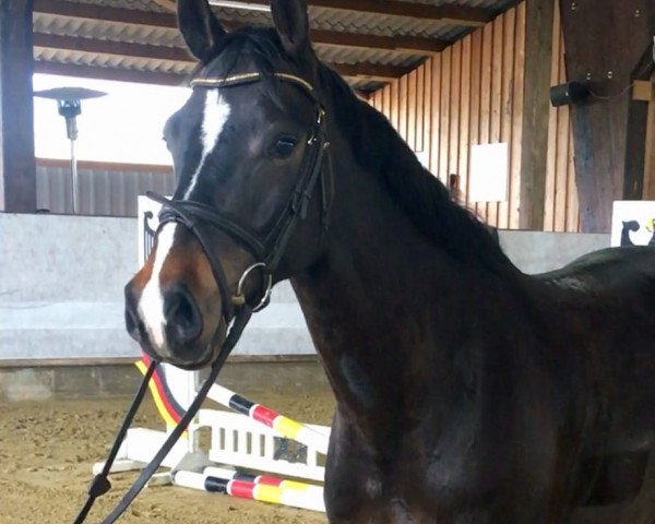 Springpferd Urmel 140 (Holsteiner, 2014, von Uriko)