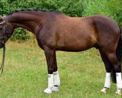 horse Macu Magic (German Riding Pony, 2012, from Magic Cornflakes)