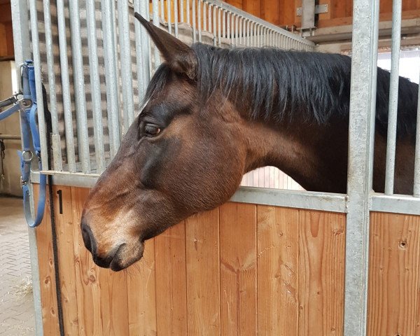 broodmare La Cap Jolene (Oldenburg, 2009, from Cap-Calando)